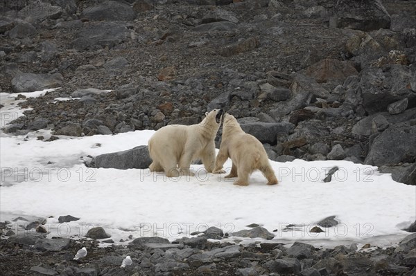 Two polar bears