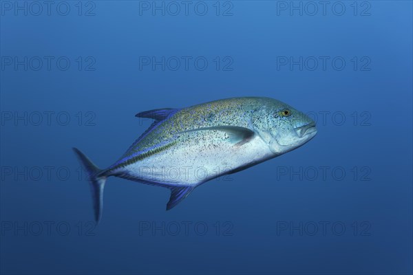 Bluefin trevally