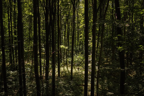 An employee of the Northwest German Forest Research Institute checks the stand of deciduous trees on an experimental plot in a deciduous forest in Lower Saxony. Here, research is being conducted into how the forest can be prepared for the challenges in times of climate change. Mackenrode, 28.06.2022, Mackenrode, Germany, Europe