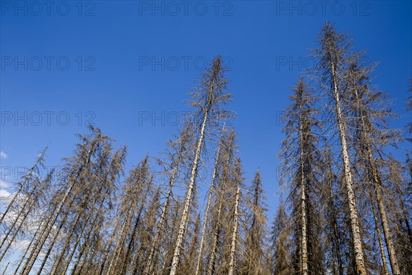 Symbolic photo on the subject of forest dieback in Germany. Spruce trees that have died due to drought and infestation by bark beetles stand in a forest in the Harz Mountains. Altenau, 28.06.2022, Altenau, Germany, Europe