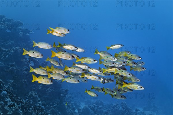 Shoal of Ehrenberg snapper