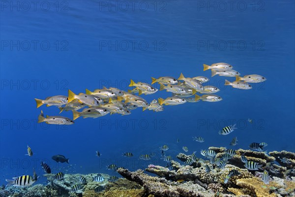 Shoal of Ehrensberg snapper