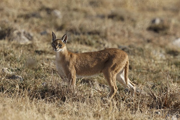 Caracal