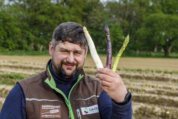 Farmer during asparagus harvest with white, green and violet or purple asparagus, a rare variety from Italy, Rheurdt, North Rhine-Westphalia, Germany, Europe