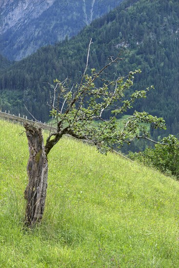 Half-dead apple tree