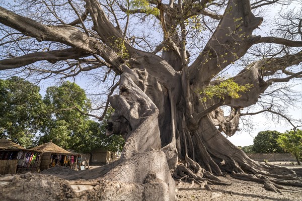 Huge ancient kapok tree in Missirah, Sine Saloum Delta, Senegal, West Africa, Africa