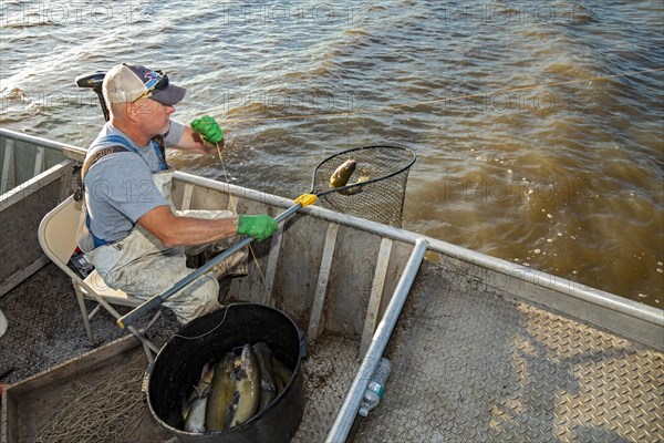 Peoria, Illinois, Dave Buchanan fishes for catfish on the Illinois River. He uses a trotline--a long line from which a hundred or more baited hooks are hung. Buchanan is a member of the Midwest Fish Co-op