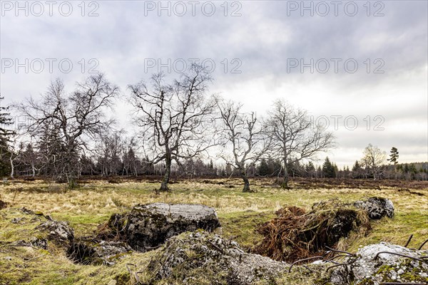 High moor, landscape in the Upper Black Forest, Baiersbronn, Baden-Wuerttemberg, Germany, Europe