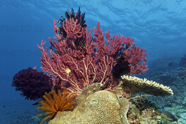 Gorgonian