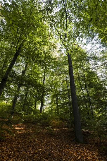 Beech forest in the nature reserve around the Holzmaar on the Holzmaarweg in the Volcanic Eifel, forest, deciduous forest, maars, maar, lake, nature reserve, Gillenfeld, Rhineland-Palatinate, Germany, Europe