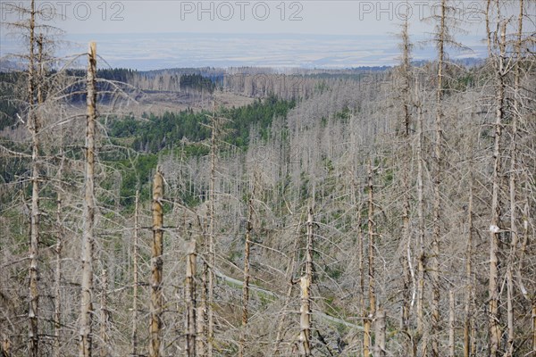 Symbolic photo on the subject of forest dieback in Germany. Spruce trees that have died due to drought and infestation by bark beetles stand in a forest in the Harz Mountains. Altenau, 28.06.2022, Altenau, Germany, Europe