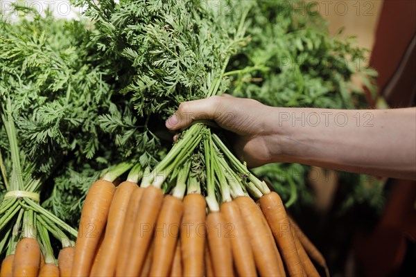 Carrots in a supermarket in Radevormwald, 08.06.2022. Radevormwald, Germany, Europe