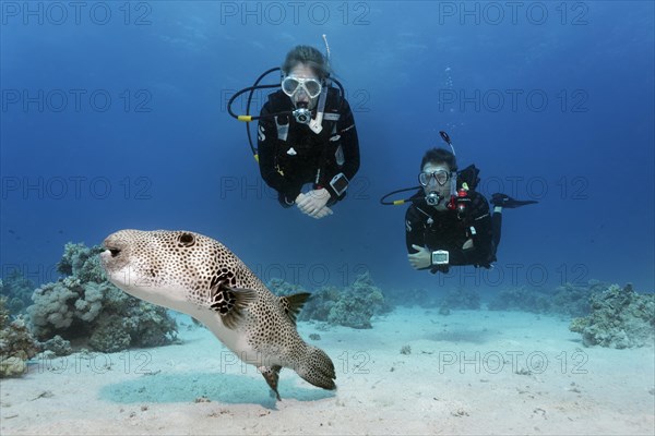 Diver, female diver, two, diving over sandy bottom, looking at star puffer