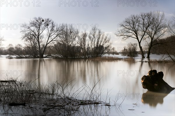 Flooding on the Rhine in the south of Duesseldorf, districts of Benrath and Urdenbach, Duesseldorf, North Rhine-Westphalia, Germany, Europe