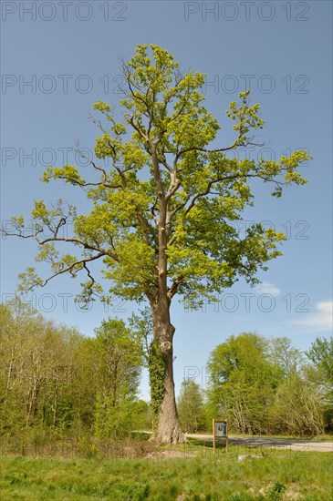 Leguay oak National forest of Bord-Louviers Eure Normandy