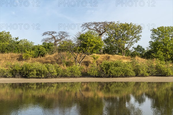 Mangrove Landscape, Kathior Island, Missirah, Sine Saloum Delta, Senegal, West Africa, Africa