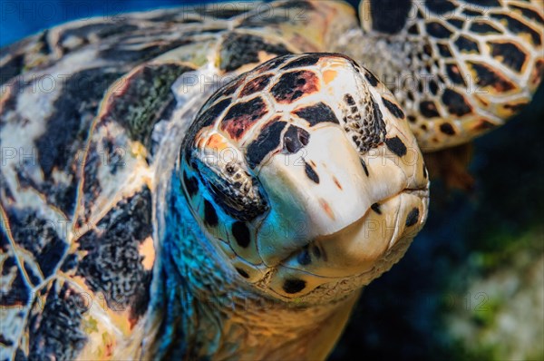 Close-up of head Portrait of sea turtle hawksbill sea turtle