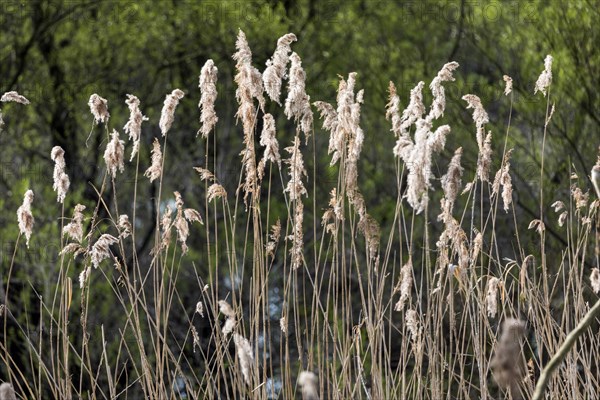 Nature reserve on the Grietherort and Bienener Altrhein, pampas grass