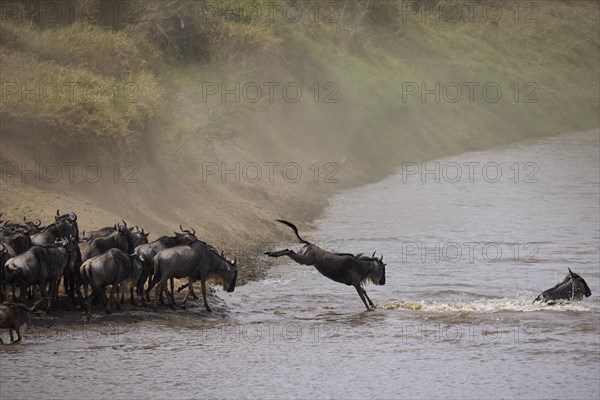 White-bearded wildebeest