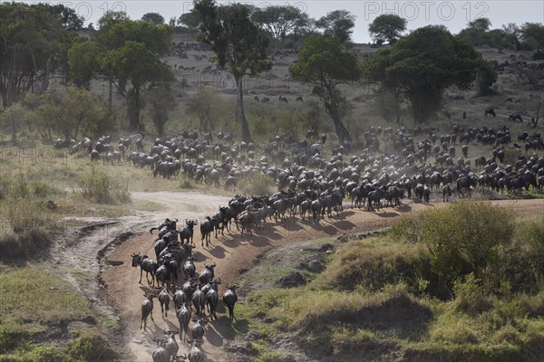 White-bearded wildebeest