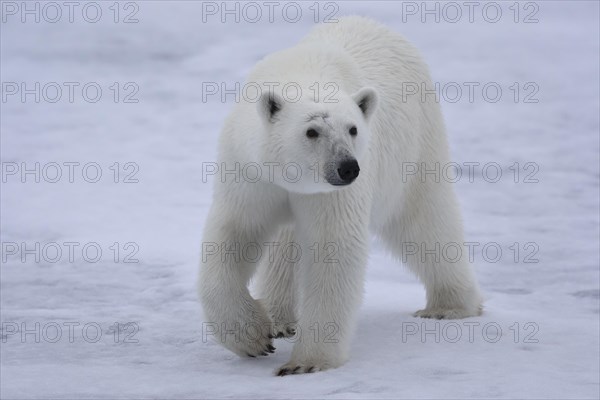 Polar bear