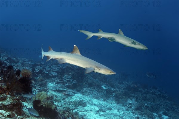 Two whitetip reef shark