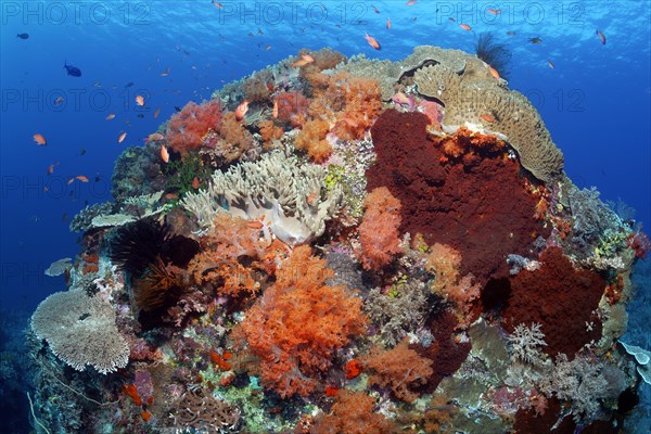 Coral block, large, hemisphere, overgrown with various stony corals