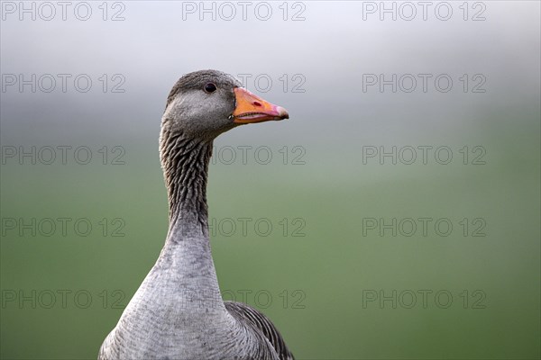 Greylag Goose