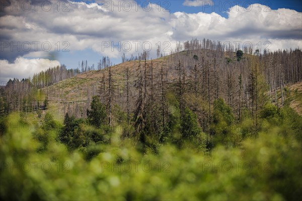 Symbolic photo on the subject of forest dieback in Germany. Spruce trees that have died due to drought and infestation by bark beetles stand at the Soes reservoir in a forest in the Harz mountains. Riefensbeek, 28.06.2022, Riefensbeek, Germany, Europe