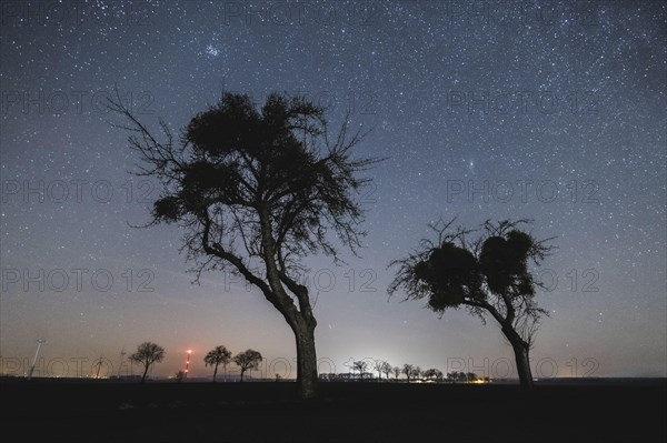 Trees stand out against the starry sky in Vierkirchen, 14.02.2023., Vierkirchen, Germany, Europe