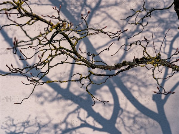 Branch of a tree and shade on a wall in front of the Catholic parish church of St. Peter and Paul, former collegiate church, Niederzell on the island of Reichenau in Lake Constance, Constance district, Baden-Wuerttemberg, Germany, Europe