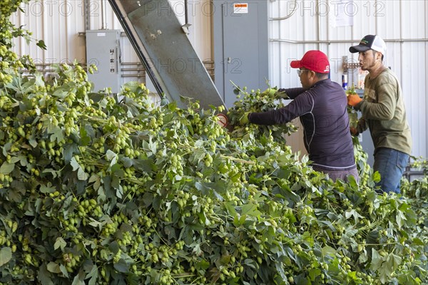 Baroda, Michigan, A Mexican-American crew processes hops at Hop Head Farms in west Michigan. They attach the bines, or vines, to hop harvesting machines that will separate the cones, or flowers, from the bines