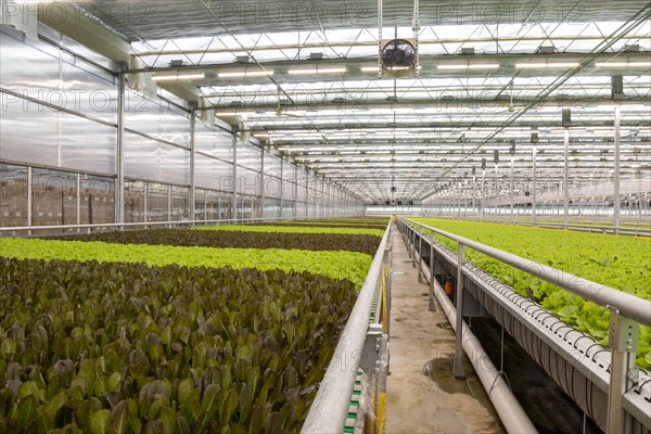 highly automated hydroponic farm which grows lettuce in a huge greenhouse, Revolution Farms, Caledonia, Michigan, USA, North America