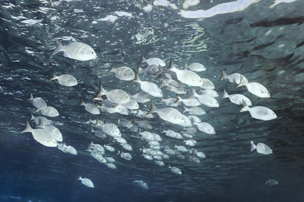 Shoal of brass oarfish