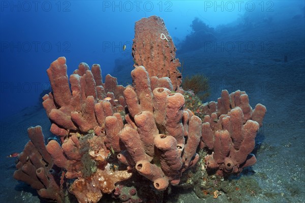 In front, brown tubular sponge