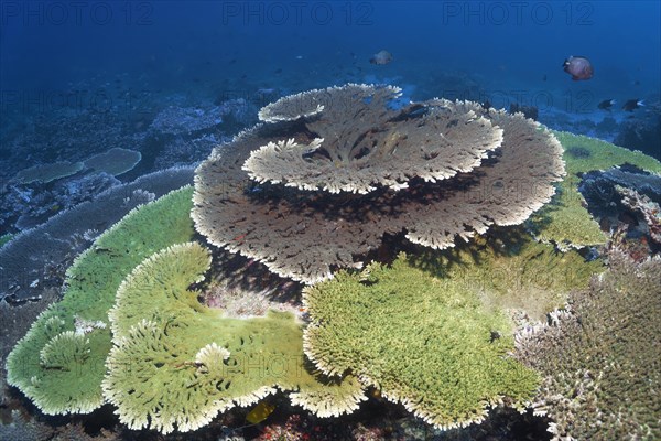 Above hyacinth table coral