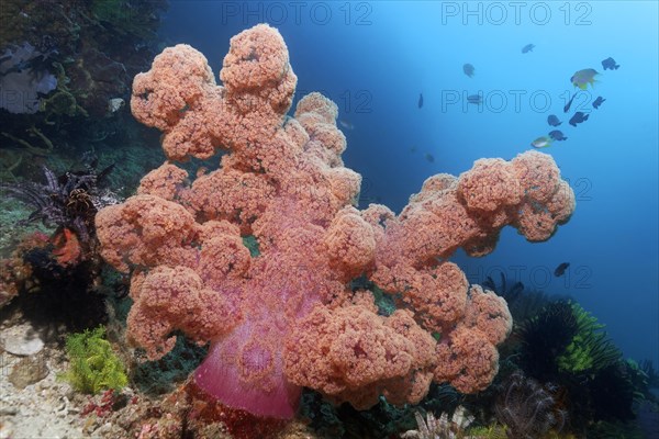 Large soft coral