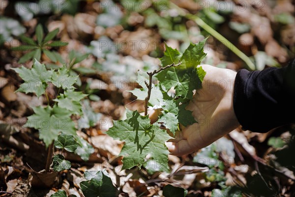 Young trees of Norway maple with shoot drought damage growing in a deciduous forest in Lower Saxony. Mackenrode, 28.06.2022, Mackenrode, Germany, Europe