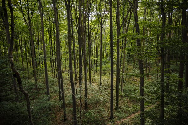 View into a deciduous forest in Lower Saxony. Mackenrode, 28.06.2022, Mackenrode, Germany, Europe