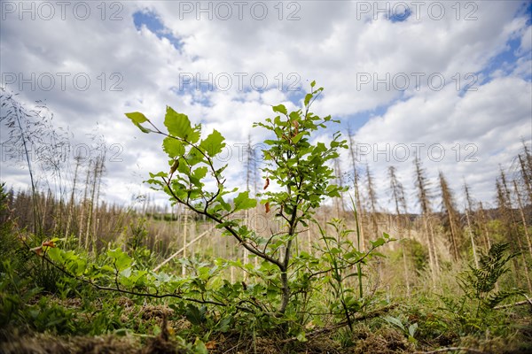 A young beech tree with drought damage stands in a forest in the Harz Mountains. In the background are conifers dead due to drought and bark beetle. Lerbach, 28.06.2022, Lerbach, Germany, Europe
