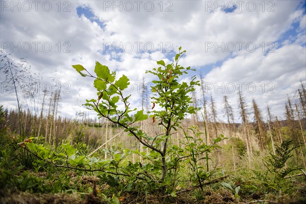 A young beech tree with drought damage stands in a forest in the Harz Mountains. In the background are conifers dead due to drought and bark beetle. Lerbach, 28.06.2022, Lerbach, Germany, Europe