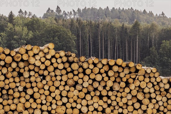 A stack of wood looms in front of a forest in Grosskuni, Grosskunitz, Germany, Europe