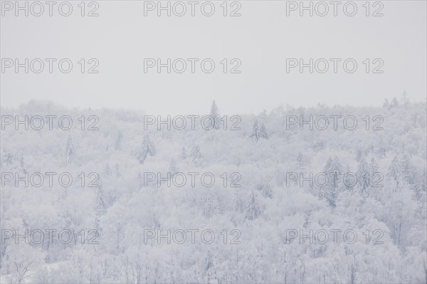Forest in winter, taken in Sohland am Rotstein, 29.01.2023., Sohland am Rotstein, Germany, Europe