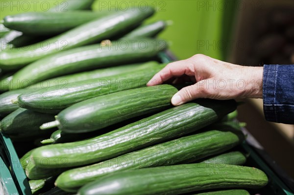 Snake cucumbers, fresh green cucumbers, Radevormwald, 08.06.2022. Radevormwald, Germany, Europe