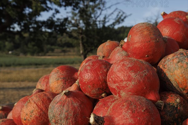 Hokaido pumpkins on a field, Ditzingen, 26.08.2022., Baden-Wuerttemberg, Germany, Europe