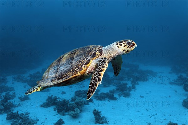 Hawksbill sea turtle