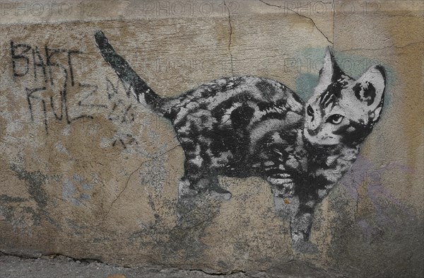 Cat on house wall, street art, Bristol, England, Great Britain