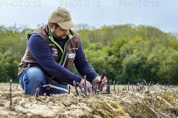 Farmer during harvest, purple or violet asparagus, rare variety from Italy, Rheurdt, North Rhine-Westphalia, Germany, Europe