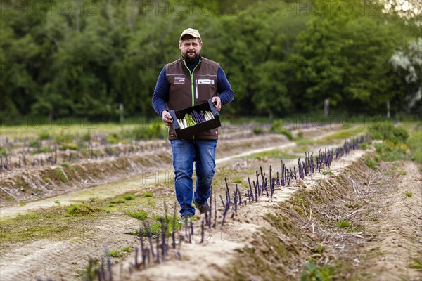 Farmer during harvest, purple or violet asparagus, rare variety from Italy, Rheurdt, North Rhine-Westphalia, Germany, Europe