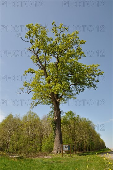 Leguay oak National forest of Bord-Louviers Eure Normandy